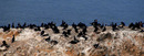 Cormorants at South Shields